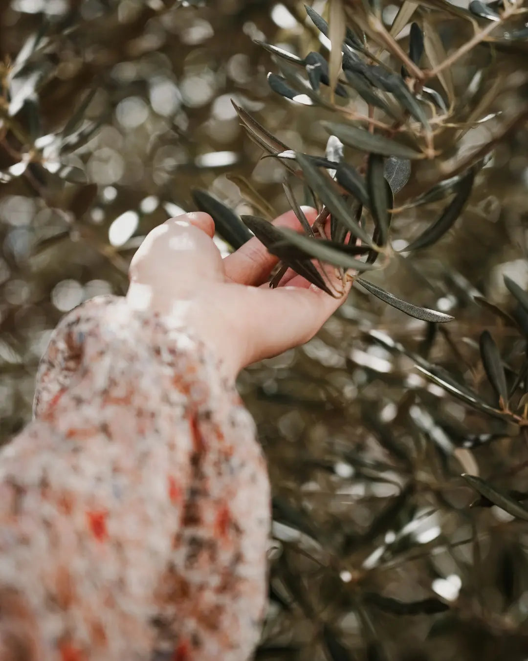 L'Histoire de l'Olivier - J'olie Marie