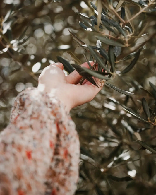 L'Histoire de l'Olivier - J'olie Marie