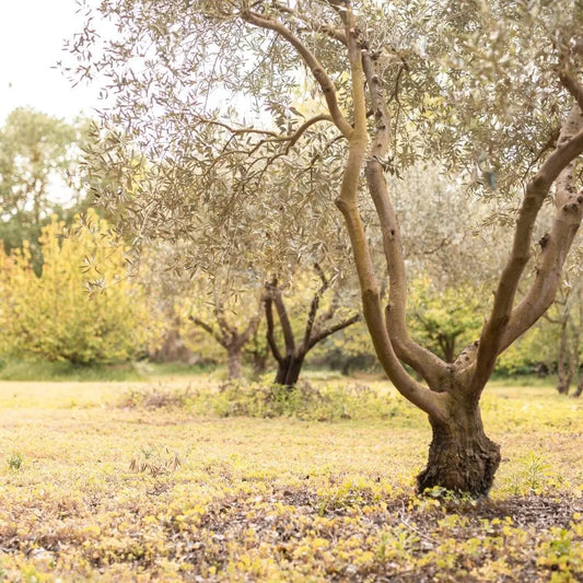 Calendrier-de-l-Avent-de-l-Olivier J'olie Marie